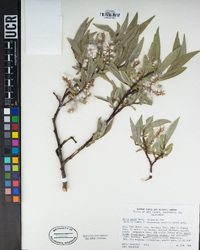 Salix lutea image