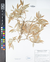 Salix lutea image