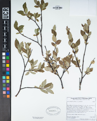 Salix planifolia image