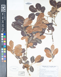 Salix scouleriana image