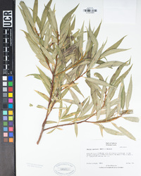 Salix lucida subsp. caudata image