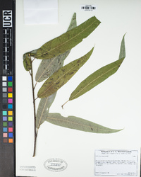 Salix laevigata image