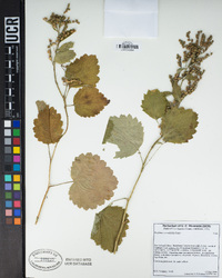 Boykinia rotundifolia image