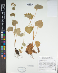 Boykinia rotundifolia image