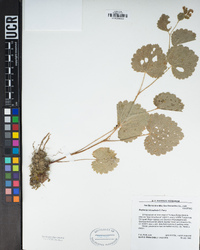 Boykinia rotundifolia image