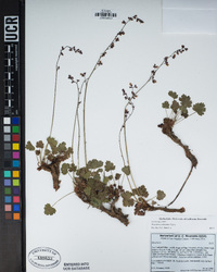 Heuchera abramsii image