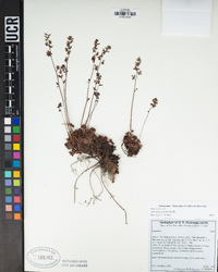 Heuchera abramsii image