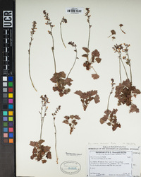 Heuchera abramsii image