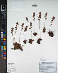 Heuchera abramsii image