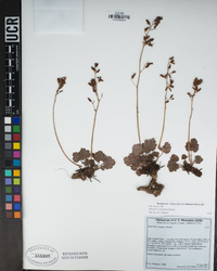 Heuchera caespitosa image