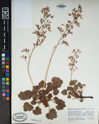 Heuchera hirsutissima image