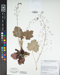 Heuchera micrantha image