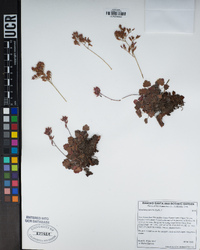 Heuchera parishii image