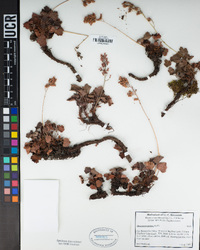 Heuchera parishii image