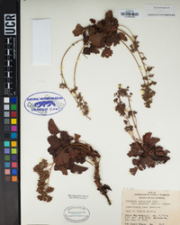 Heuchera rubescens image