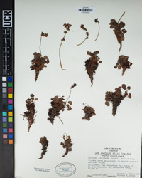 Heuchera alpestris image