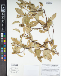 Philadelphus lewisii image