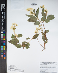 Philadelphus lewisii image