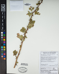 Ribes californicum var. hesperium image