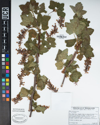 Ribes malvaceum image