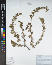 Ribes quercetorum image