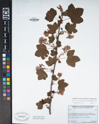 Ribes sanguineum var. glutinosum image