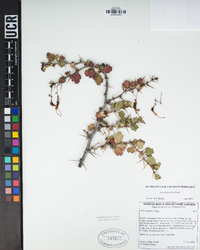 Ribes speciosum image