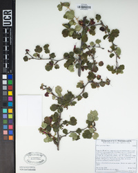 Ribes speciosum image