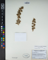 Ribes velutinum image