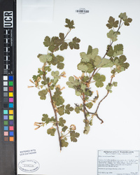 Ribes viscosissimum image