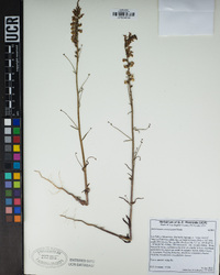 Sairocarpus coulterianus image