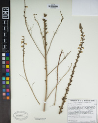 Sairocarpus coulterianus image