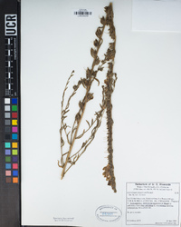 Antirrhinum thompsonii image