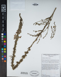 Antirrhinum thompsonii image