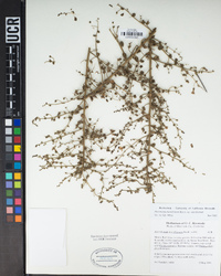 Sairocarpus nuttallianus image