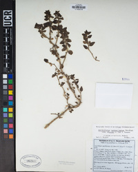 Sairocarpus pusillus image