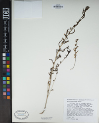 Antirrhinum cornutum image