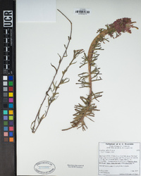 Castilleja affinis image