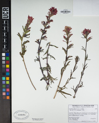 Castilleja affinis var. affinis image