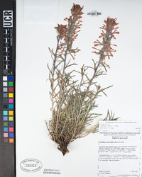 Castilleja chromosa image