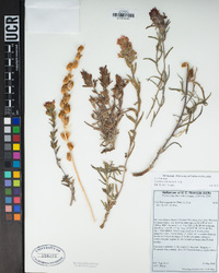 Castilleja chromosa image