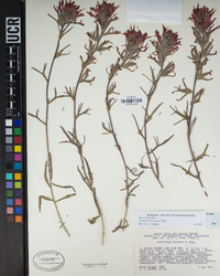 Castilleja angustifolia image