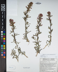 Castilleja chromosa image