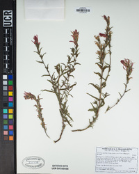 Castilleja applegatei image