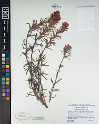 Castilleja angustifolia var. dubia image