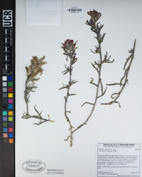 Castilleja chromosa image