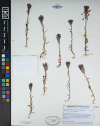 Castilleja densiflora image