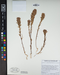 Castilleja exserta image