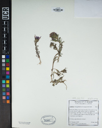 Castilleja exserta image