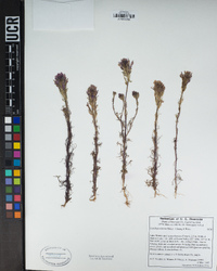 Castilleja exserta image